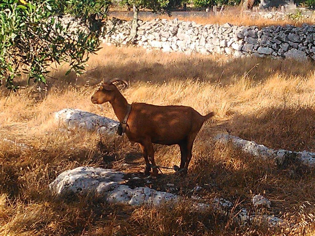 Retiro Da Avo Lidia - Turismo Rural Mendiga Exterior foto